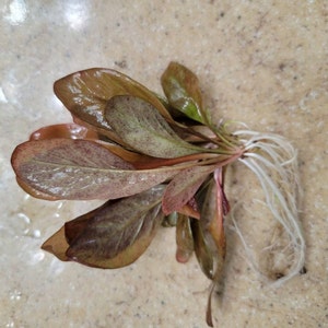 John-Michael adicionaram uma foto da sua compra