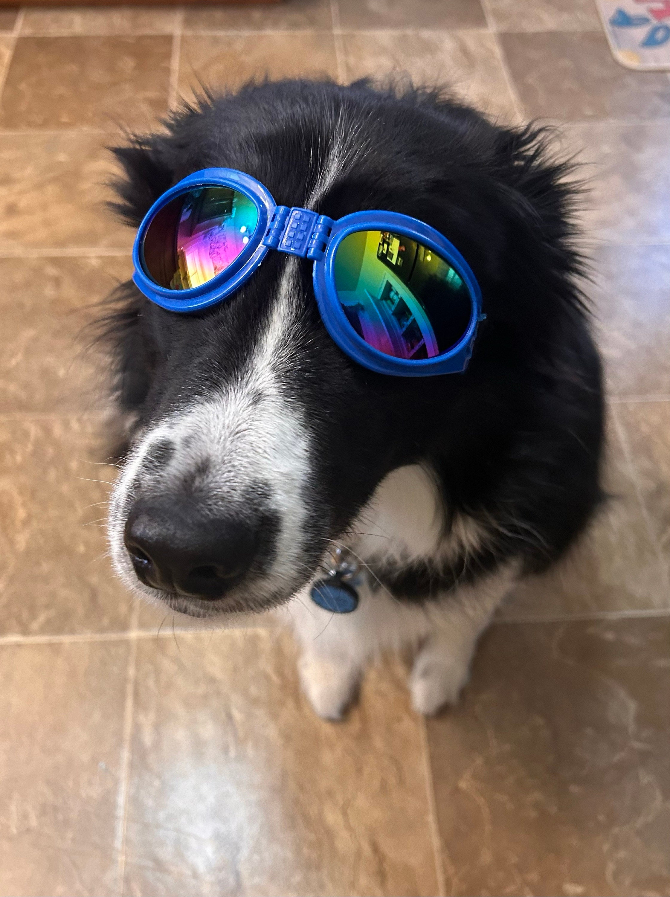 Doggie Sunglasses with UV Protection – Chin Strap, Foldable, works great with water, snow , sun and wind- Multiple Color Options