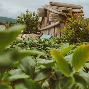 lace added a photo of their purchase