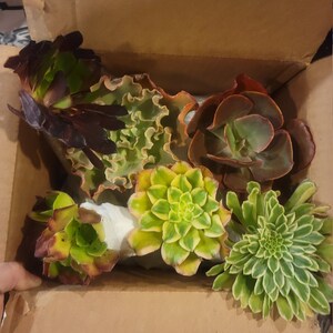 Grinnette added a photo of their purchase