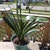 Clivia Clivia Miniate Bush Lily Natal Lily Foliage Plants clivia-clivia-miniate-bush-lily-natal-lily-foliage-plants