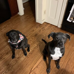 kelsey added a photo of their purchase