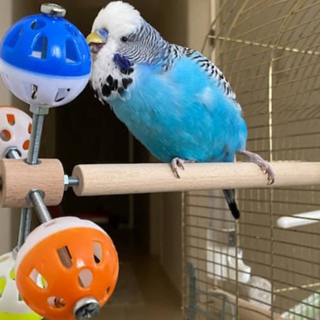 Bird Perch, Parrot Claw And Beak Frosted Grinding Bar Standing Stick Cage Toy For Parakeet African Grey Amazon Cockatoo Budgies Cockatiel