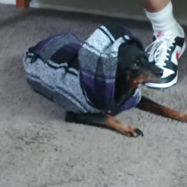 For Small Dogs Mexican Dog Poncho Doggo Hoodie Baja Ponchos