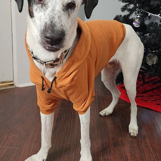 Orange dog hoodie top