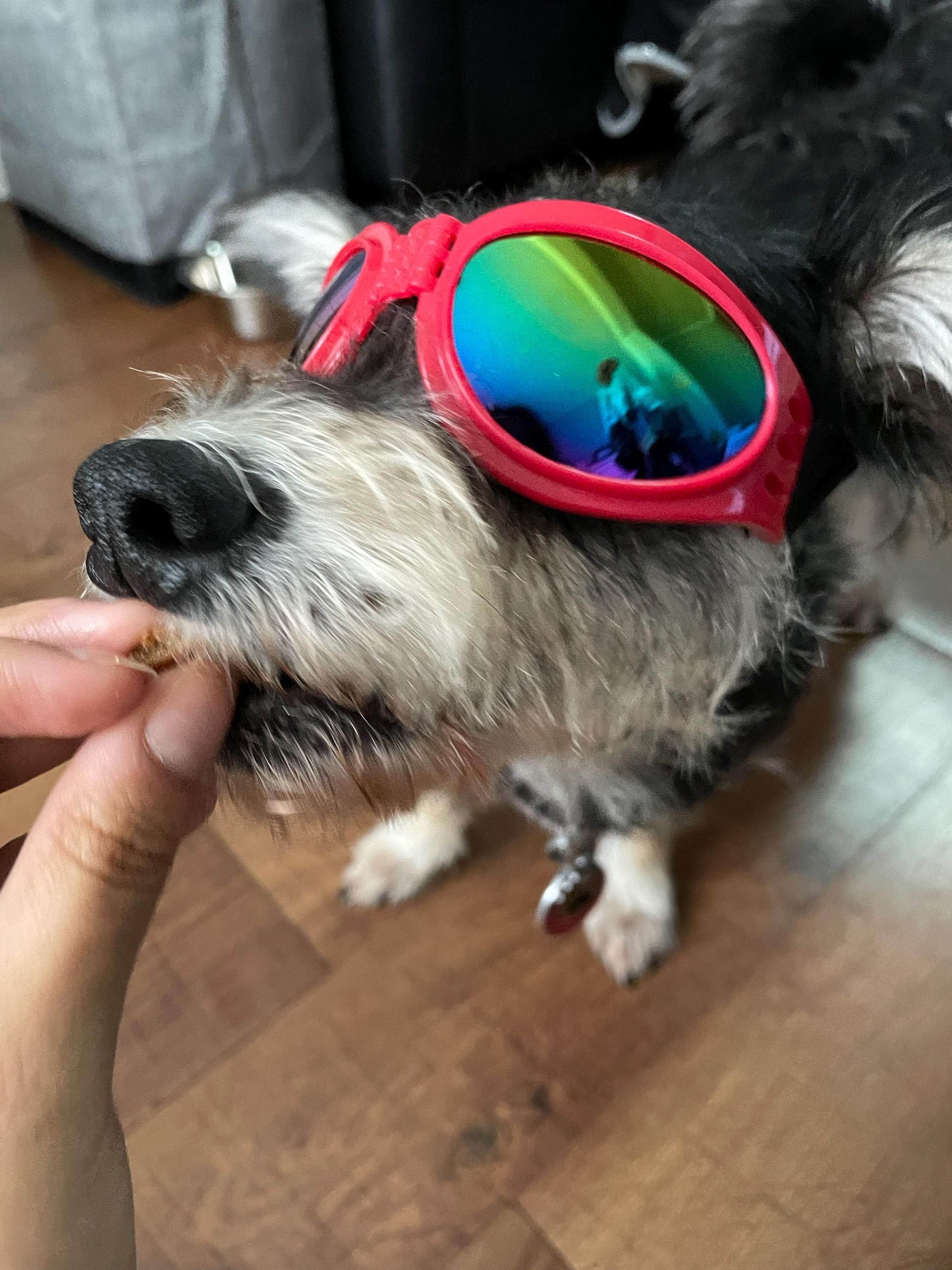 Doggie Sunglasses with UV Protection – Chin Strap, Foldable, works great with water, snow , sun and wind- Multiple Color Options