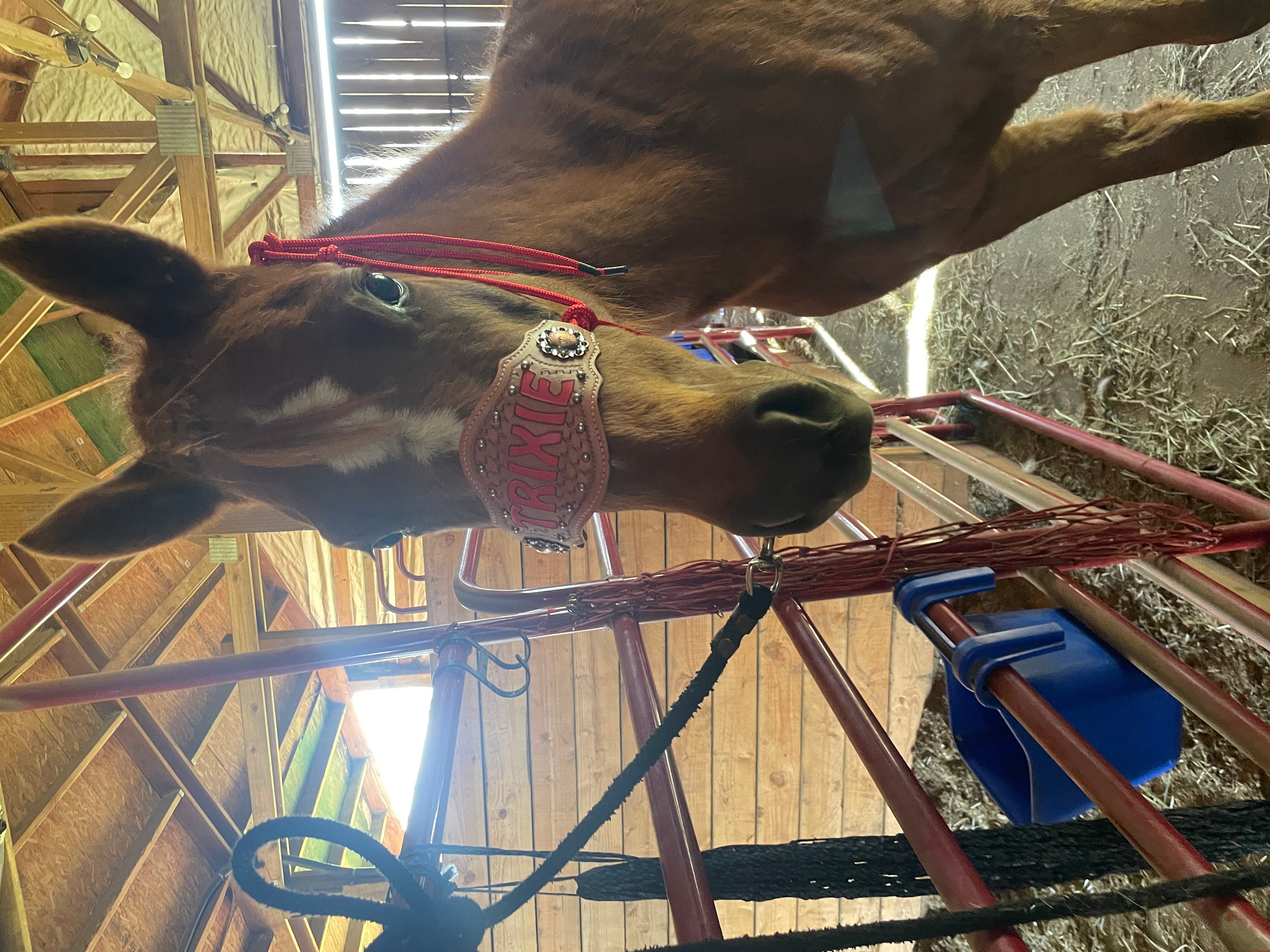 Custom Bronc Noseband with Premium Yacht Rope Halter