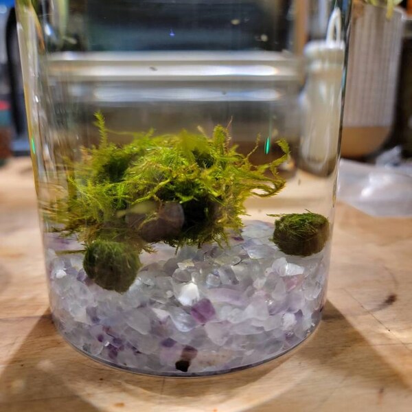Eli Nano Java Moss Ball Terrarium DIY Craft Kit for Office Desk ...