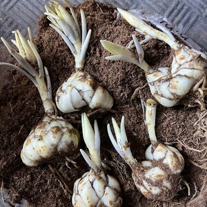 Supranee ha añadido una foto de su compra