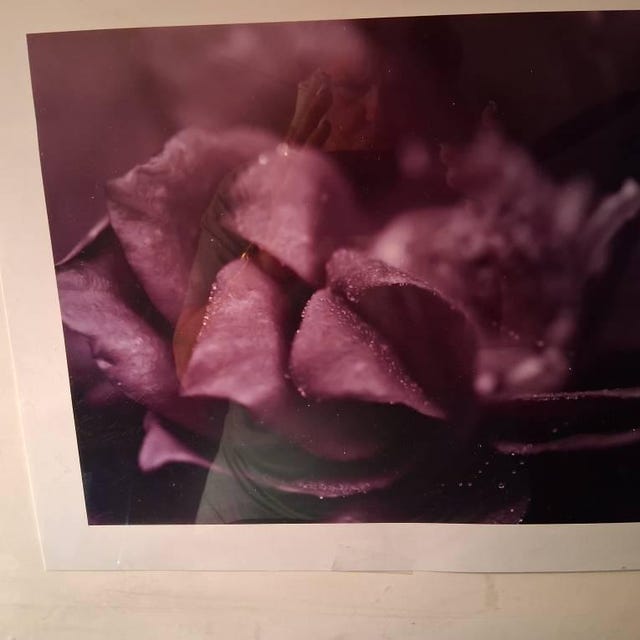 David Sims Visionaire No.40 Roses 40号 VISIONAIRE #40 David SIMS