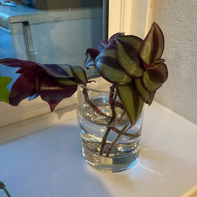Violet Hill Tradescantia Zebrina - Trailing Wandering Jewel