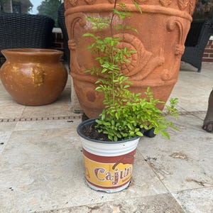 Angelita added a photo of their purchase