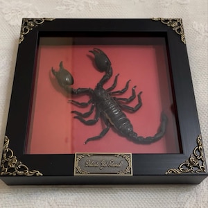 Lovely added a photo of their purchase