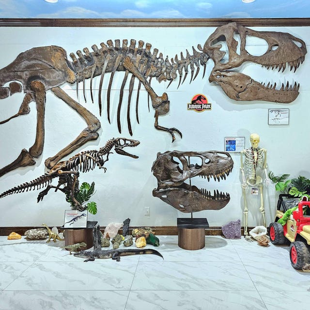 ティラノサウルス頭蓋骨標本 恐竜 Tレックス 骸骨 インテリア TREX 図鑑 ティラノサウルス頭蓋骨標本 恐竜 Tレックス 骸骨 インテリア TREX