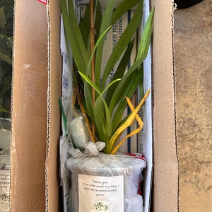 Lien added a photo of their purchase