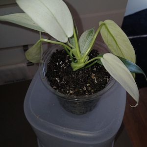 PATRICIA added a photo of their purchase