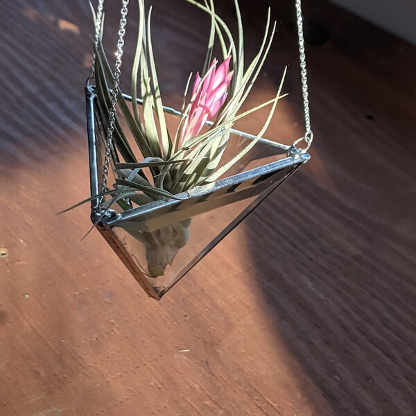 Lady Bug-like Propagation Panel - Etsy