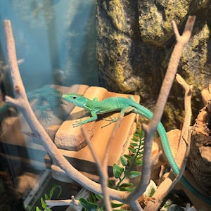 Blaise added a photo of their purchase