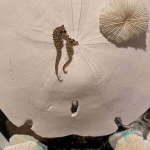 Bumble Bee Sea Shells-sea Shell Bulk-craft Shell-coastal Home | Etsy