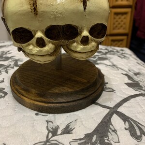 Triclops Siamese Twin 3-eyed Skull on Display - Etsy