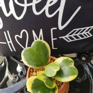 Variegated Sweet Heart Houseplant Hoya Kerrii Vine