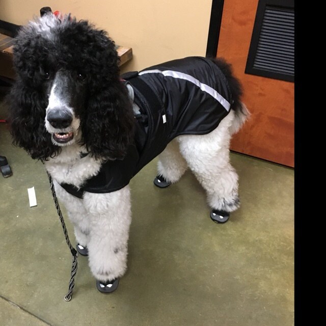 Winter Dog Coat custom dog coat dog coat with tummy panel Etsy