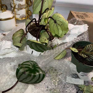 Penelope added a photo of their purchase