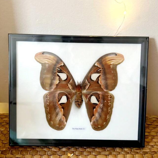 巨大アトラス蛾（Attacus atlas）額入り標本 8.5 x 10インチ - Etsy 日本