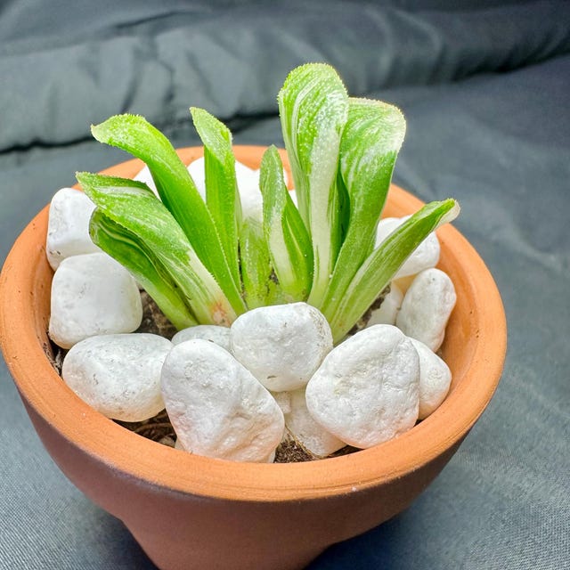 珍しい多肉植物の種子、コノフィツム・パゲア（赤唇形）、10粒入り