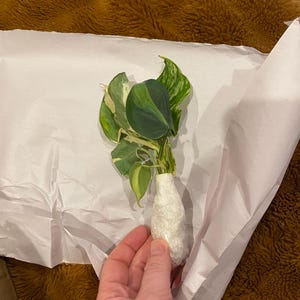 Bobbie added a photo of their purchase