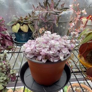 Madie added a photo of their purchase