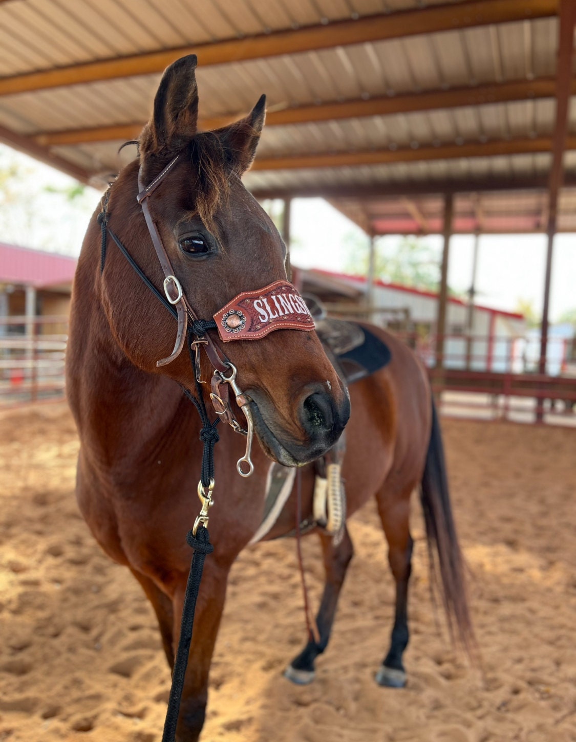 Custom Bronc Noseband with Premium Yacht Rope Halter