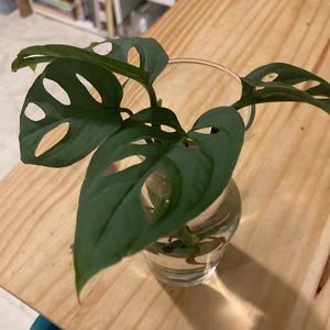 marti さんが購入した商品の写真を追加しました