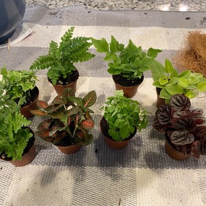 Mini Terrarium Plant Assortment (2 Potted Plants) - Live Plants For Fairy Gardens & Mini Landscapes