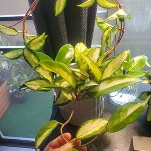 Jenn added a photo of their purchase