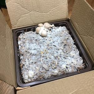 Mushroom Growing Kit King Oyster - Grow Your Own Beginner