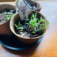 50+ Cayenne Pepper Seeds- Italian "cayenna"- Heirloom Variety! - Etsy