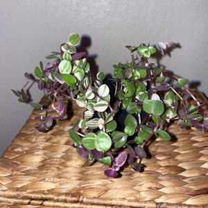 Melanie added a photo of their purchase