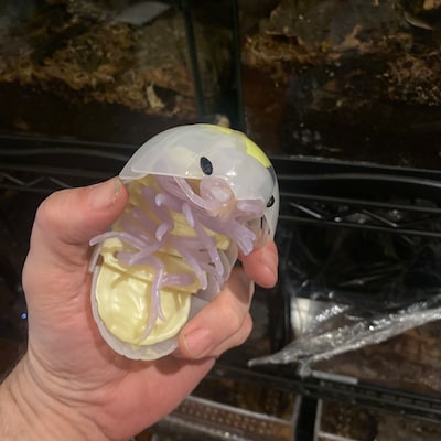 Plastic Pill Bug Roly Poly Insect Potato Bug Isopod Figure W/moving ...