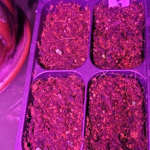 Nichole ha añadido una foto de su compra