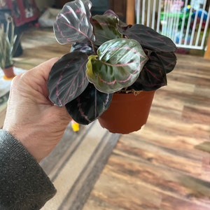 BRENDA ha aggiunto una foto del proprio acquisto