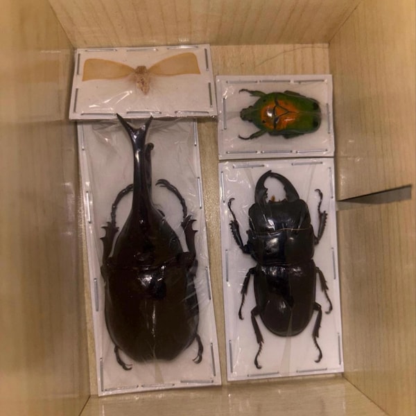 Assorted Bugs Insects Specimen Wholesale Mix Lot Bulk - Etsy