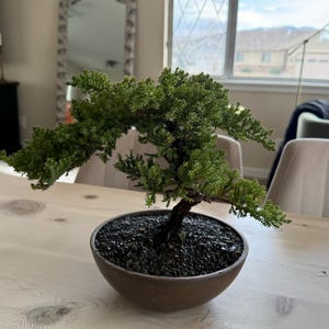Procumbens Nana Juniper Bonsai Tree in 8" Pot - Etsy