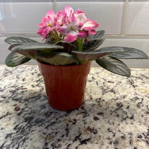Lynne added a photo of their purchase