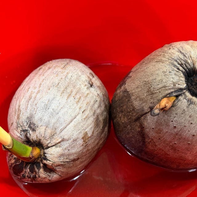 Sprouted Coconut Fruit: BOGO (Buy One Get One Free!) - Etsy 日本
