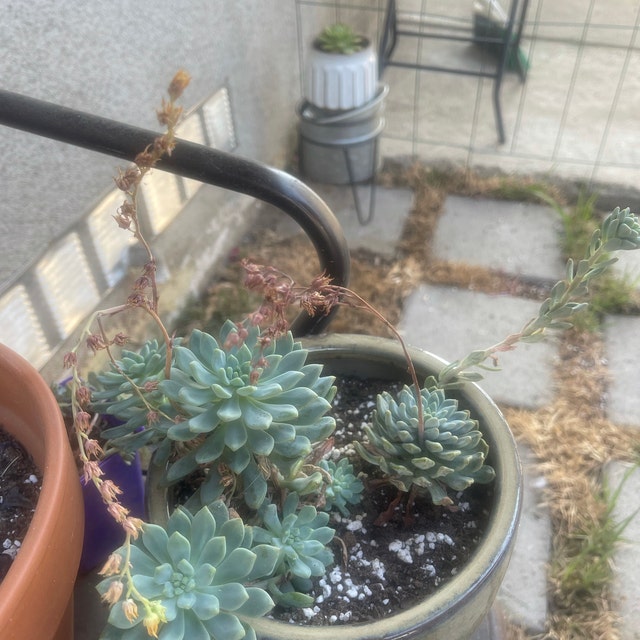 T. Succulent Form × Nizanda ＋ T. Icy Elf T. Succulent Form × Nizanda ＋ T. Icy Elf（Coexistence