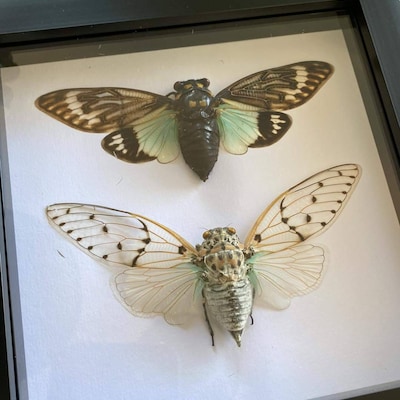 Cicada Pair The White Ghost + The Turquoise Wing Box Frame
