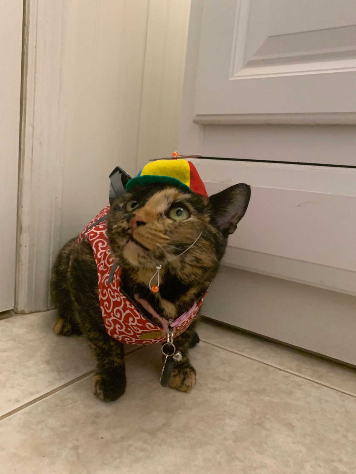 Customer photo of a pet with the Beanie Hat / Propeller Helicopter hat for Cat