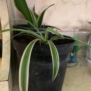 Mariela added a photo of their purchase