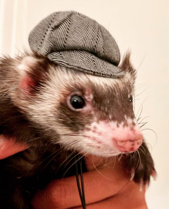 Customer photo of a pet with the Newspaper Boy Hat  for small pet Hedgehog Vogue